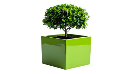 Small leafy tree in bright green square pot against a black backdrop, clean aesthetic