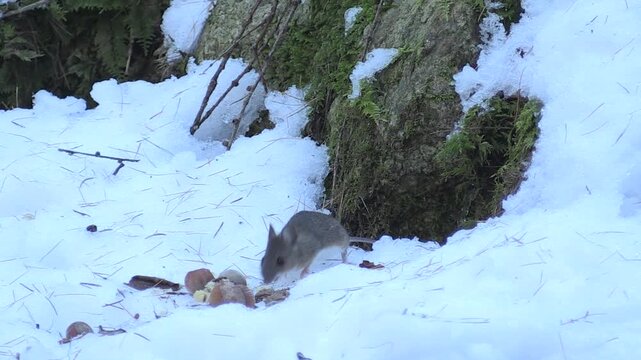Topo selvatico &ndash; Wood mouse &ndash; Apodemus sylvaticus