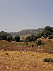 An acre in the foreground of the oak-covered mountain, where withered yellow grasses weave between the tree, contrasting spectacularly with the warm green foliage and crisp golden growth