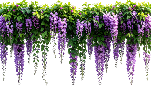 Lush, cascading purple flowers with green foliage against a black background