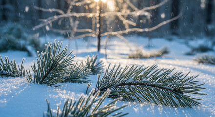 Close-up of frost covered pine branch on snow, backlit by sunlight, evoking winter beauty and the serene, tranquil atmosphere of a snowy forest scene