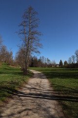 Obraz premium A path in a field with a tree in the middle