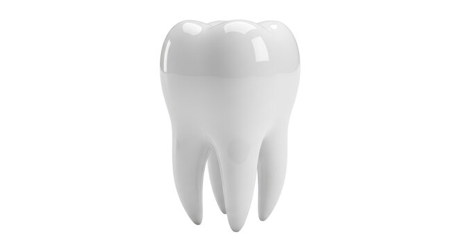 Realistic molar tooth isolated PNG, dental anatomy model for dentistry and oral hygiene education, on transparent background