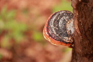 A mushroom is growing on a tree branch