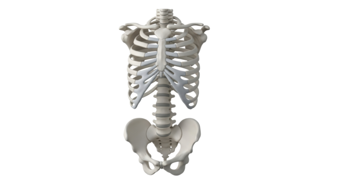 Human torso skeleton isolated PNG on transparent background, anatomical structure of rib cage, spine, and pelvis for medical and educational use