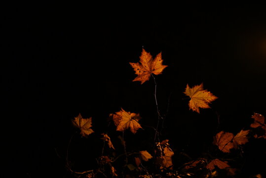 autumn leaves on black