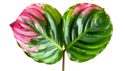Isolated close-up of a Calathea leaf featuring vibrant pink and green variegation
