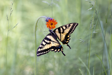 Lovely eastern tiger swallowtail butterfly Papilio glaucus hanging from an orange hawkweed wildflower as it feeds on nectar against a green bokeh background horizontal orientation