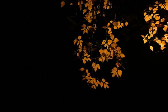 Street lighted yellow leaves in automn.