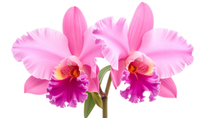 Two vivid pink orchids, detailed petals, yellow and purple accents, green stem, black background