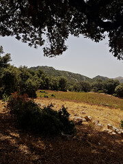 A shaded scene beneath oak trees opens onto an acre in the foreground, oaks arranged around it while withered yellow grasses weave between trunks, creating striking contrast of green foliage and acre