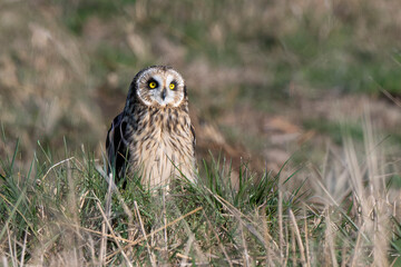 Hibou des marais, Hibou brachyote, Asio flammeus, Short eared Owl, region Pays de Loire; marais Breton; 85, Vendée, Loire Atlantique, France