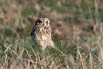 Hibou des marais, Hibou brachyote, Asio flammeus, Short eared Owl, region Pays de Loire; marais Breton; 85, Vendée, Loire Atlantique, France