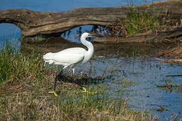 Aigrette garzette