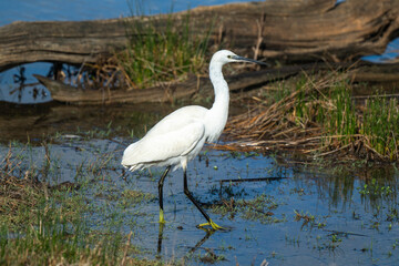 Aigrette garzette