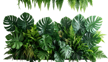 Lush, verdant arrangement of large tropical leaves and ferns against a black backdrop