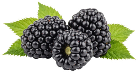 Three fresh blackberries with leaves PNG isolated on transparent background, delicious summer fruit for healthy eating and dessert © Evans