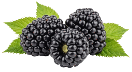 Three fresh blackberries with leaves PNG isolated on transparent background, delicious summer fruit for healthy eating and dessert