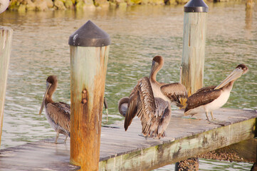 Serene Dock With Pelicans Perched Along Weathered Pilings Over Quiet Green Water At Sunset Harbor Scene in St. Pete Beach, FL. Several pelicans perched along the pilings, reflecting softly on green-ti