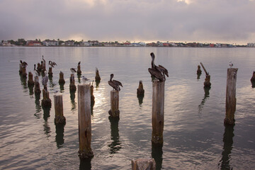 Brown Pelican Perched On Weathered Post Over Calm Water With Urban Waterfront In Background in St. Pete Beach, FL. overlooking calm water with a distant urban shoreline. Peaceful, coastal scene with w