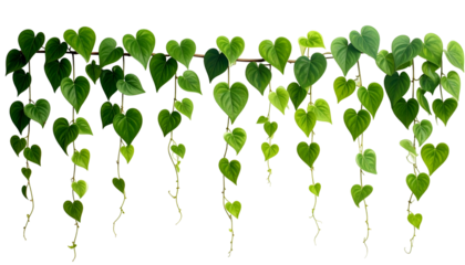 Lush green heart-shaped leaves cascading from a horizontal wooden rod against black