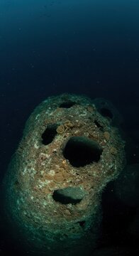 Exploring the twilight zone where sun rays barely penetrate, revealing ancient, complex deep reef structures and unusual marine life forms, gorgonian, preservation, environment