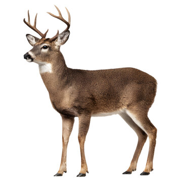 Majestic adult male white tailed deer with impressive antlers standing alertly on a transparent background isolated on transparent background