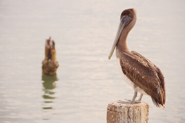 Brown Pelican Perched On Weathered Post Over Calm Water With Urban Waterfront In Background in St. Pete Beach, FL. overlooking calm water with a distant urban shoreline. Peaceful, coastal scene with w