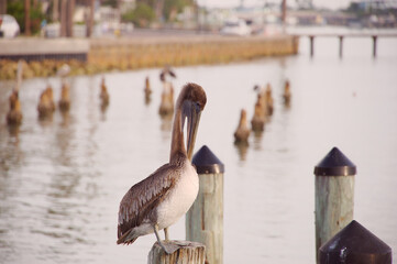 Serene Dock With Pelicans Perched Along Weathered Pilings Over Quiet Green Water At Sunset Harbor Scene in St. Pete Beach, FL. Several pelicans perched along the pilings, reflecting softly on green-ti