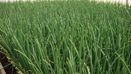 Obraz premium Lush green onion field with uniform rows growing under natural sunlight
