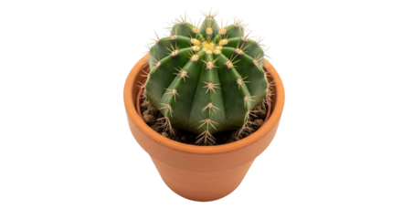 Golden barrel cactus in terracotta pot isolated PNG, Echinocactus grusonii succulent plant with yellow spines on transparent background