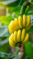 Bunch of ripe bananas hanging under soft morning light in a tropical paradise showcasing vibrant yellow and green hues
