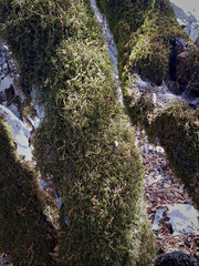 Mosses covers the entire trunk in the natural habitat in a sunlit scene.