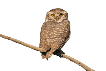 Naklejka premium owl on transparent background