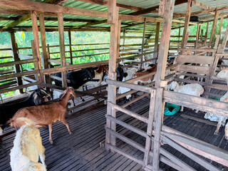 A farm goat standing in a wooden pen with other goats, captured in a natural daylight setting.