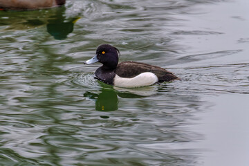 wild duck in pond
