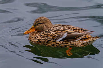 wild duck in pond