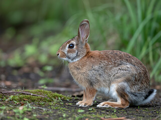Fototapeta premium Alert wild rabbit pauses in grassy woodland, a moment of nature's quiet beauty and wildlife observation, ideal for conservation and educational use