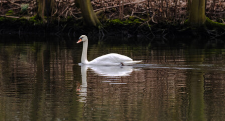A swan is swimming in a lake.
