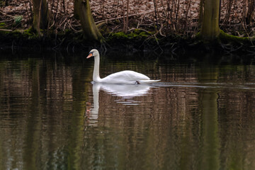 A swan is swimming in a lake.