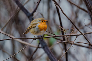 Close-up of robin bird perching on branch on tree