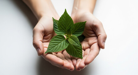 Hands holding a small green plant, a symbol of growth and sustainability isolated on white