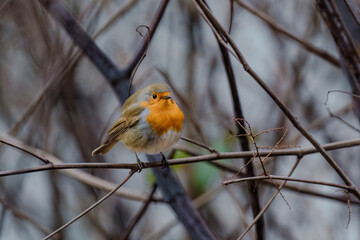 Close-up of robin bird perching on branch on tree