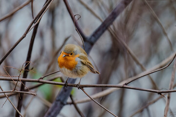 Close-up of robin bird perching on branch on tree