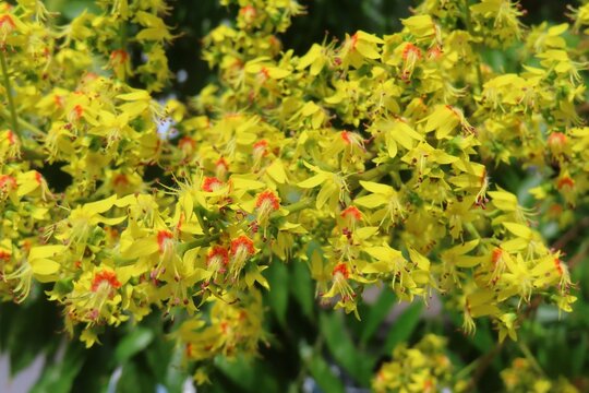 Closeup of Koelreuteria paniculata flowers in Florida nature, closeup