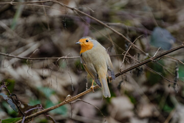 Close-up of robin bird perching on branch on tree