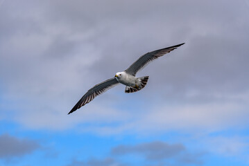 Seagull Soaring in a Cloudy Sky