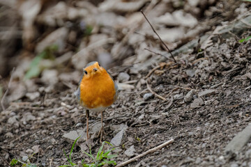 Close-up of robin bird perching on ground