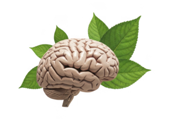 Human brain with green leaves isolated on transparent background
