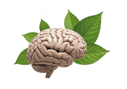 Human brain with green leaves isolated on transparent background